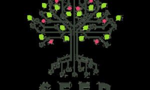 Seed – Ayoub Habcy